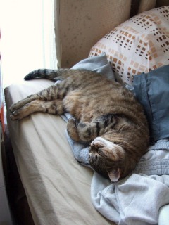 080506_panyo_s.jpg